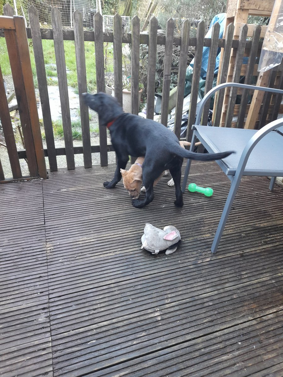 sueismymum's tweet photo. I's habs me fwend Flora wound paw da ikkle wun awound... Her bees wun mumff owlda dan me...
It went wike dis...
#ZSHQ
#theruffriderz
#PIYSB
#endBSL
#dogsoftwitter
#CatsOfTwitter
#friends
#firstplaydate https://t.co/zuOzU4WCQ0