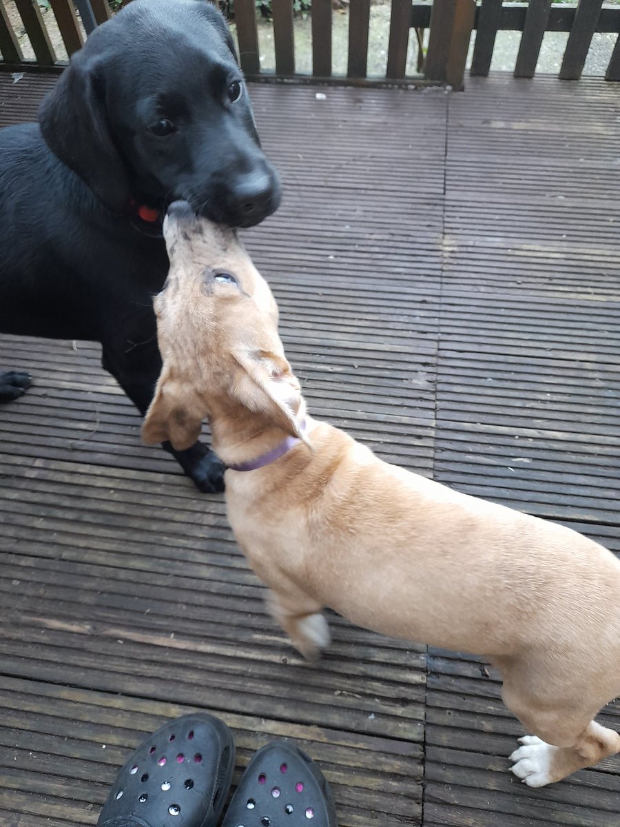 sueismymum's tweet photo. I's habs me fwend Flora wound paw da ikkle wun awound... Her bees wun mumff owlda dan me...
It went wike dis...
#ZSHQ
#theruffriderz
#PIYSB
#endBSL
#dogsoftwitter
#CatsOfTwitter
#friends
#firstplaydate https://t.co/zuOzU4WCQ0