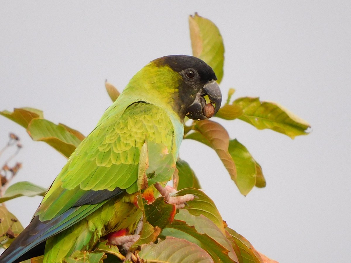 tphilographics's tweet photo. 🌴 Nanday Parakeets 🌴 November 2021
Follow on IG @tphilographics
#parakeets #florida #wildlife #birds #SundayMorning https://t.co/C4PqfWySHk