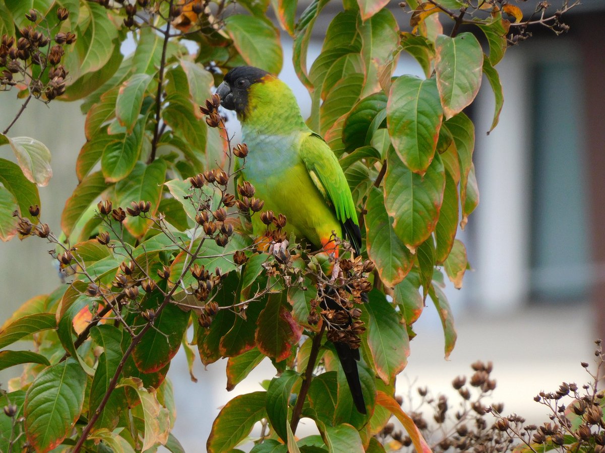 tphilographics's tweet photo. 🌴 Nanday Parakeets 🌴 November 2021
Follow on IG @tphilographics
#parakeets #florida #wildlife #birds #SundayMorning https://t.co/C4PqfWySHk