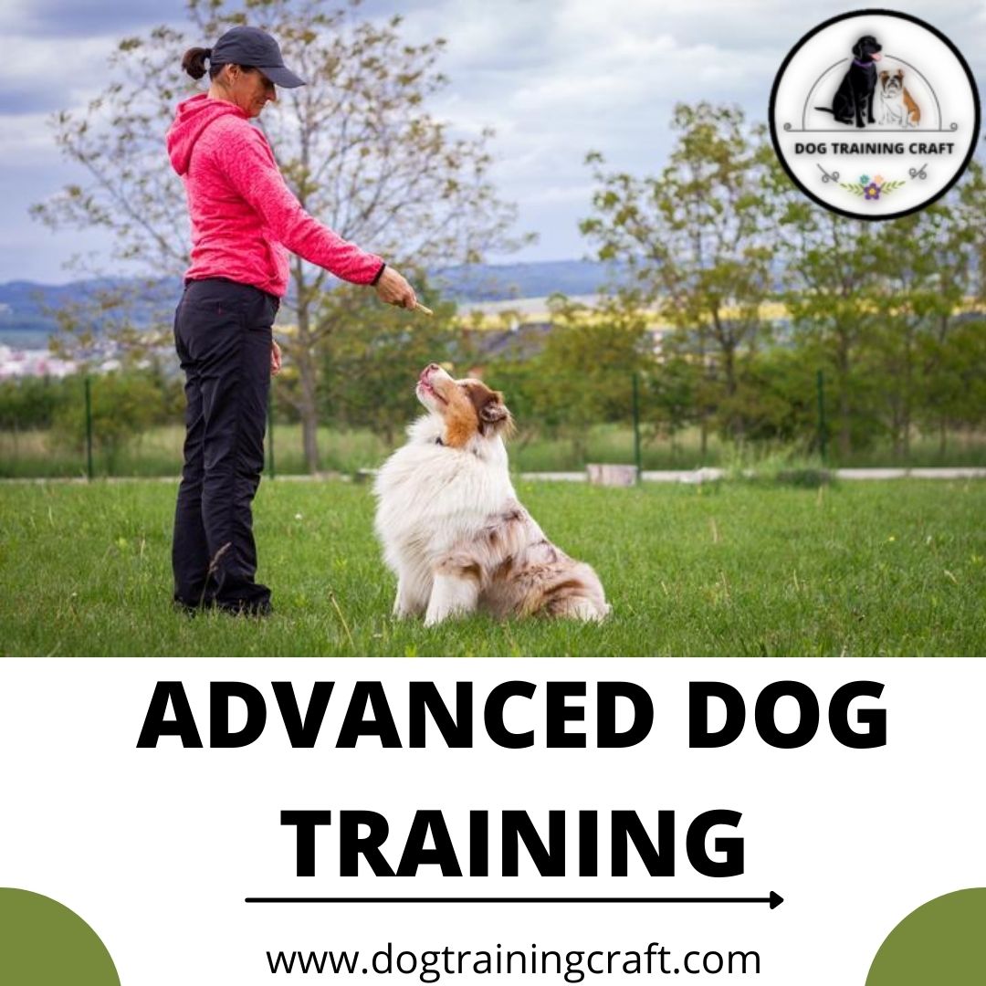 Have a question about dog training? Don’t worry we are here to help you out with with your doubts!
Visit – dogtrainingcraft.com 
#dogtraining #training #dogs #trainingtips #trainingtricks #pets #advanceddogtraining #advancedtraining #USA #love #care #pets