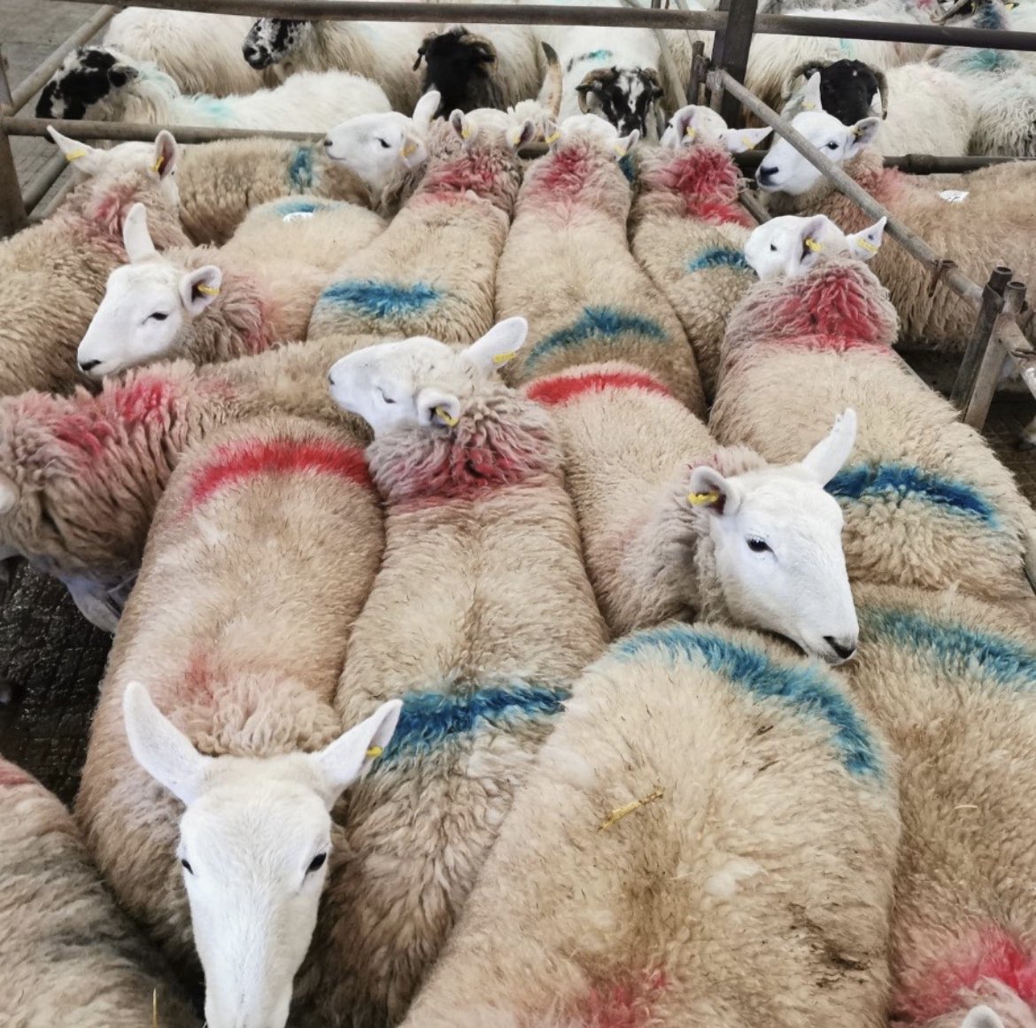 santokalienko's tweet photo. Il pastore cerca sempre di convincere il gregge che gli interessi delle pecore ed il proprio sono gli stessi.

🐑https://t.co/kmWf0u3VSM🍽
▶️https://t.co/j0YwH3sYl4 https://t.co/m8IhYPMsk3