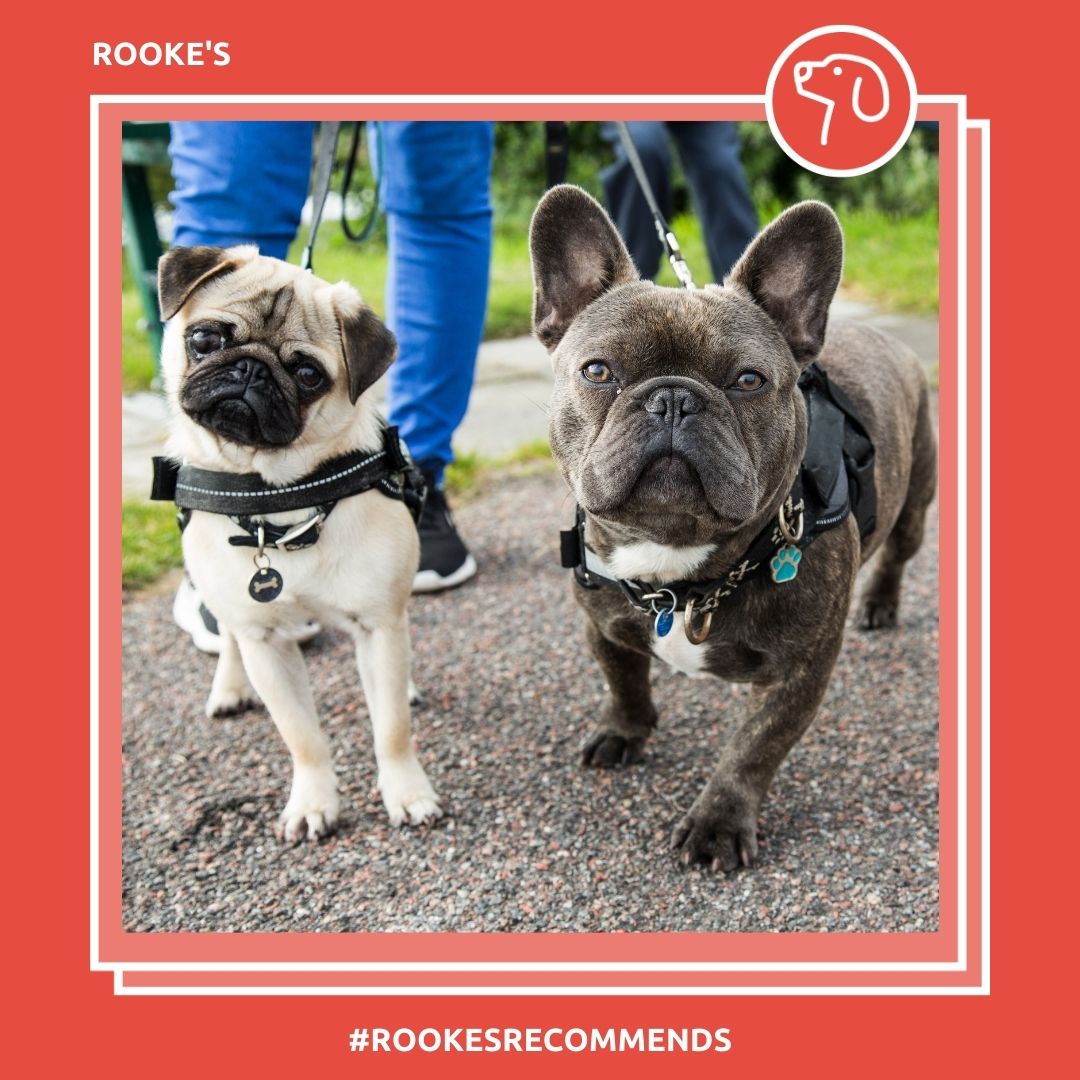 Rookes_Pets's tweet photo. From leads &amp; collars to etiquette &amp; safety, we've covered it all in our dog walking blog: https://t.co/aaDpIhAP74

#pet #pets #happypets #spalding #lincolnshire #petshop #dog #dogs #petshoponline #petlovers #puppy #doglover #petstore https://t.co/HRHhzLYilY
