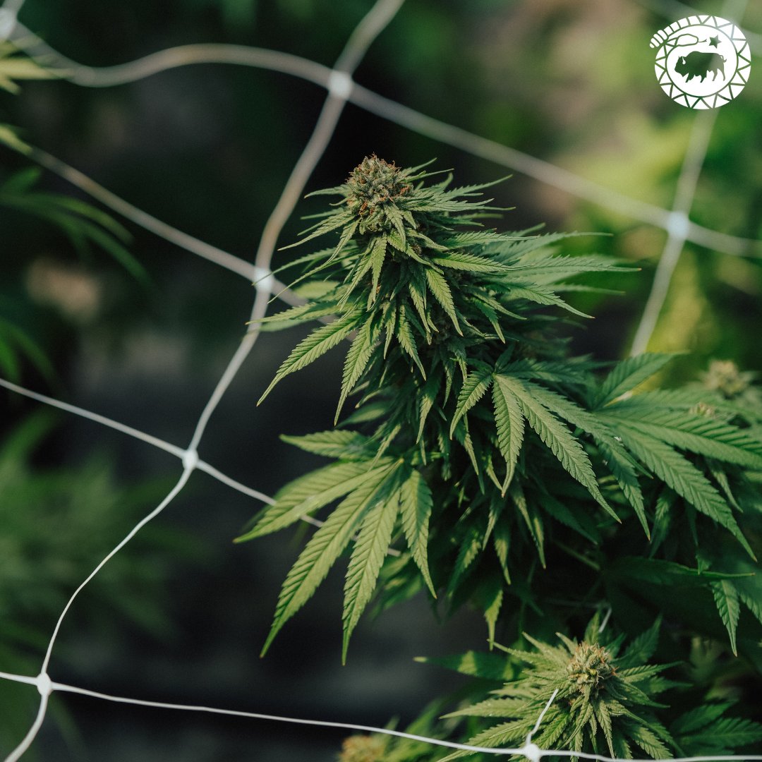 High Grade Hemp Seed tweet media