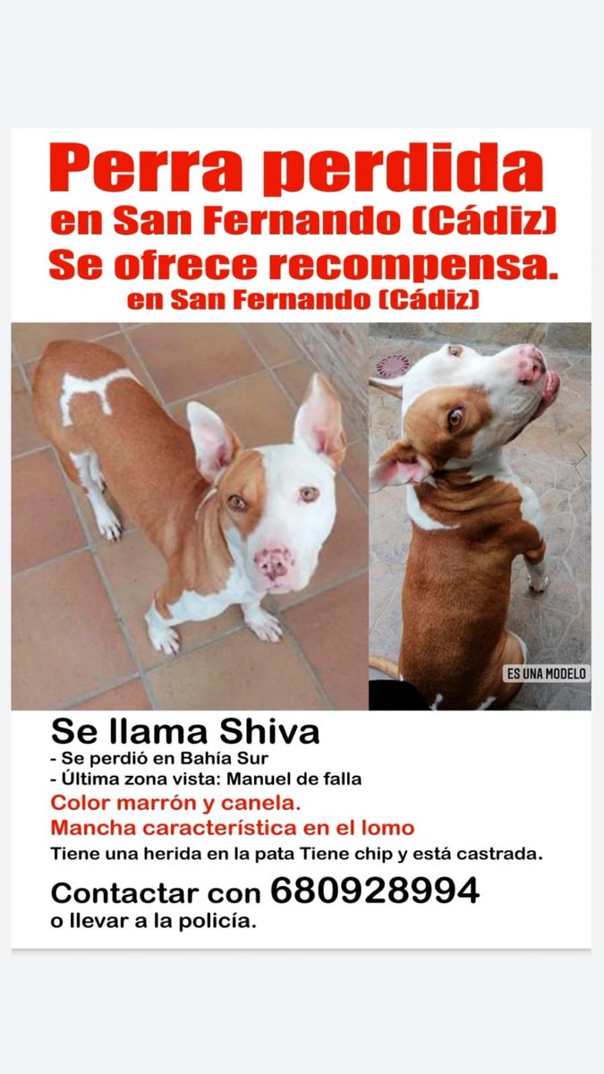 NevermindKurts's tweet photo. Por favor, si alguien sabe algo, lo más mínimo, o ha visto algo, cualquier cosa vale para poder conseguir dar con ella que hable a este número. 

Si podéis difundir, mejor. Gracias. https://t.co/mkRTo7KZFz