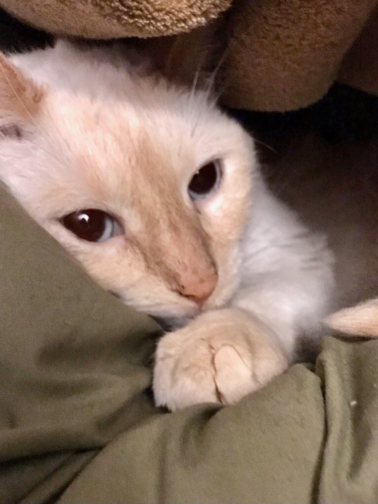 𝓟𝓻e 𝓻𝓮𝓽𝓻𝓪𝓲𝓽e𝓮 𝓮𝓽 𝓿𝓪𝓬𝓬𝓲𝓷e𝓮 Yzabelwolf Twitter