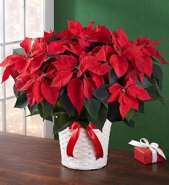 ONSportsMedBC's tweet photo. ATTENTION!! ATTENTION! 
Poinsettia pickup is tomorrow, MONDAY 11/29 between 11-7. Please pick up at the North Commons Entrance.  
Parents: We need help handing them out!! Please go to the Sign Up Genius to sign up for times: 
https://t.co/N0cOixcpkI
See Teamsnap for contact info. https://t.co/aXiWLFv8rc