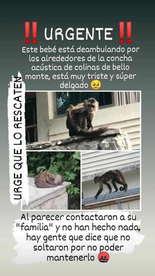 Al parecer, los dueños se desentendieron de él dejándolo en libertad y deambula por la #ConchaAcustica de #ColinasdeBelloMonte 
@MinpublicoVE <a href="/APCAVenezuela/">APCA Venezuela</a> @VanessaPVAVzla <a href="/VozAnimalVzla/">Voz Animal Venezuela</a>