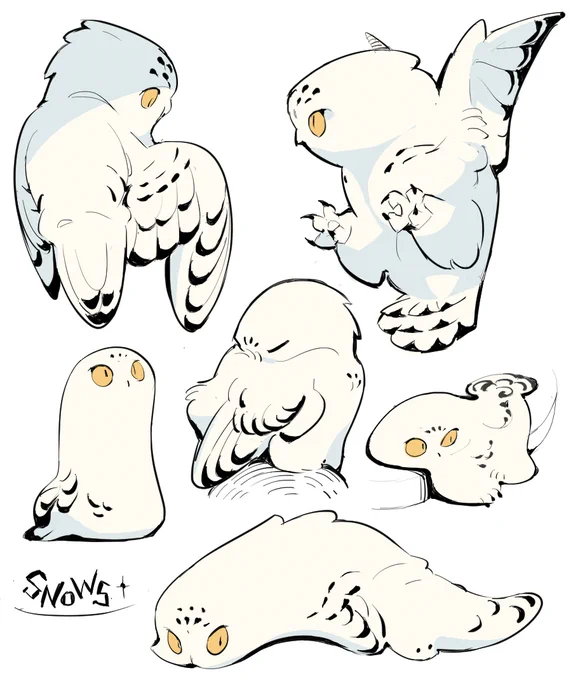 snowy owls sketch 