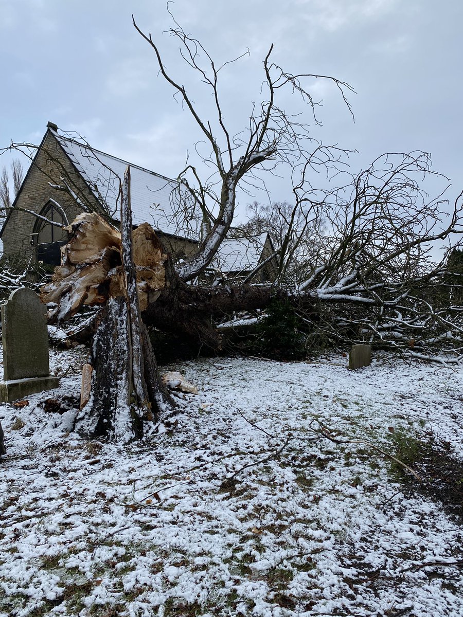 cooper_clair's tweet photo. Really sad to see that my favourite chestnut tree where my dad used to take me conkering when I was young has succumbed to #stormArwen #everytree @everytree_ https://t.co/6mJWJQCNdu
