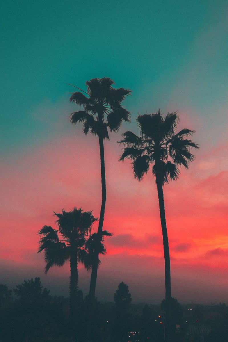 nevermindwill's tweet photo. 🌴GM 🌞 GM🌴 https://t.co/r5KXsUUHvR