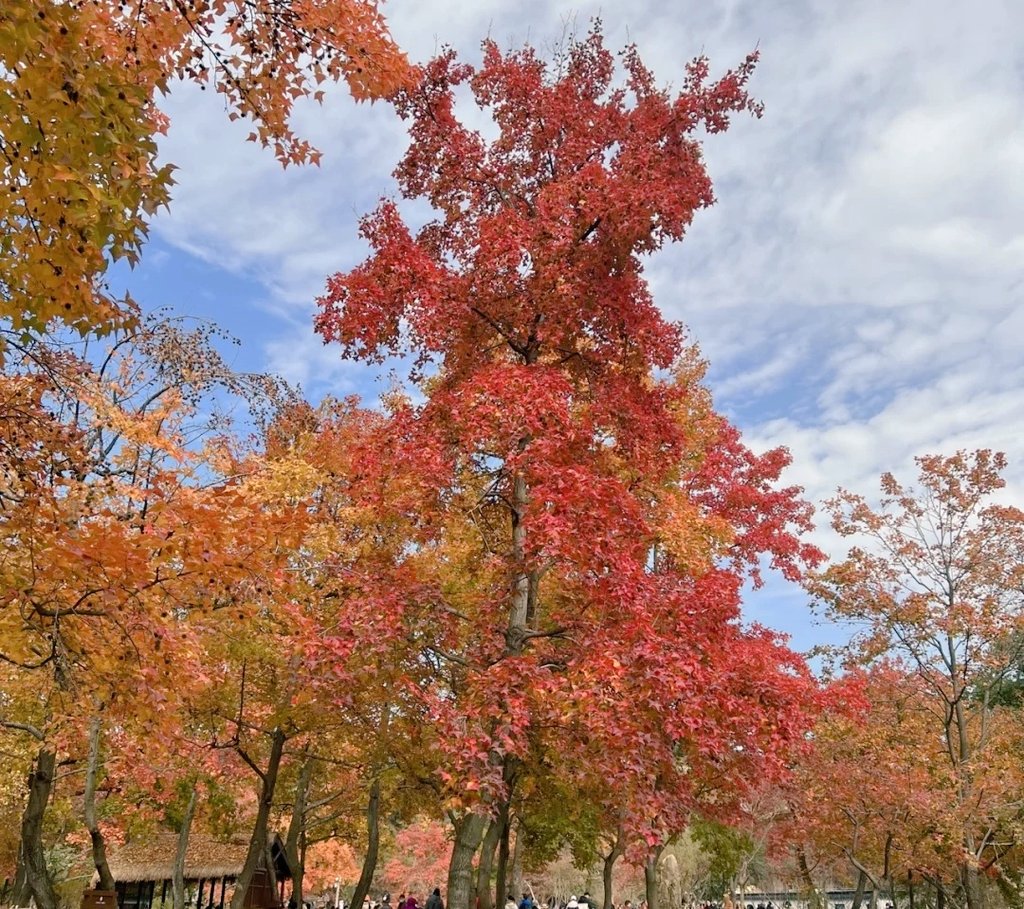 MrKiro3's tweet photo. @nowa_luna 拍摄得很美！
Share the view I here to you 🍁
It was shot in Suzhou.📸
ε(*･ω･)_/ﾟ:･☆ https://t.co/0QZmbuuLrn
