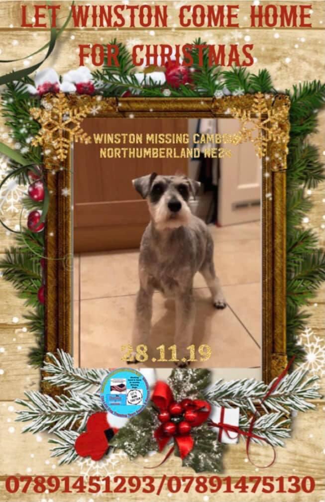 FindFlossie's tweet photo. #Winston is miniature #schnauzer #dog who disappeared 2 years to the day from #Cambois just a few miles from where @FindFlossie went #missing Would you please Retweet to keep his sweet little face known #FindWinston ❤️ https://t.co/mgoZqSIA0S https://t.co/bPDfgfkulo