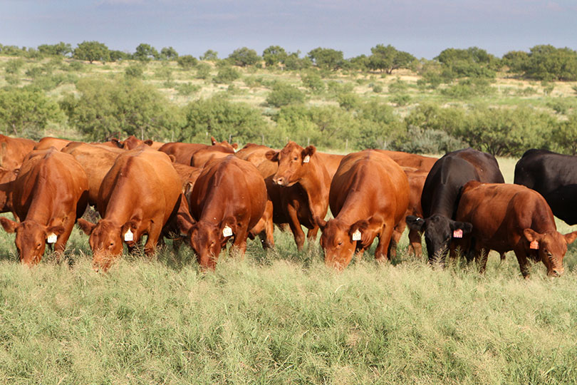 TexasFarmBureau's tweet photo. Myth: If we had fewer cattle, we would have more plant food for humans.

Fact: It’s simply not true. About 80% of livestock feed is inedible for humans &amp; 800 million acres in the U.S. are unsuitable to grow crops for human food. But cattle can graze it. 

https://t.co/mXE9xR36Th https://t.co/Iy88nM4nxR