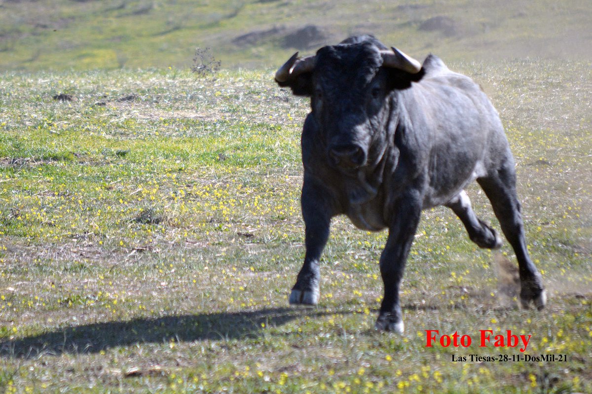 victorinotoros's tweet photo. Para despedir este fin de semana, en el que hemos compartido e intercambiado opiniones, conocimientos y afición gracias a las Jornadas Taurinas de @DiputacionCC; os comparto la secuencia fotográfica de un toro que se nos ha arrancando al tractor durante la visita.
Fotos Faby https://t.co/ilB5g151L6