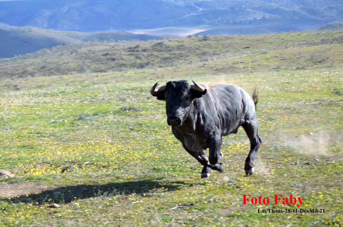 victorinotoros's tweet photo. Para despedir este fin de semana, en el que hemos compartido e intercambiado opiniones, conocimientos y afición gracias a las Jornadas Taurinas de @DiputacionCC; os comparto la secuencia fotográfica de un toro que se nos ha arrancando al tractor durante la visita.
Fotos Faby https://t.co/ilB5g151L6