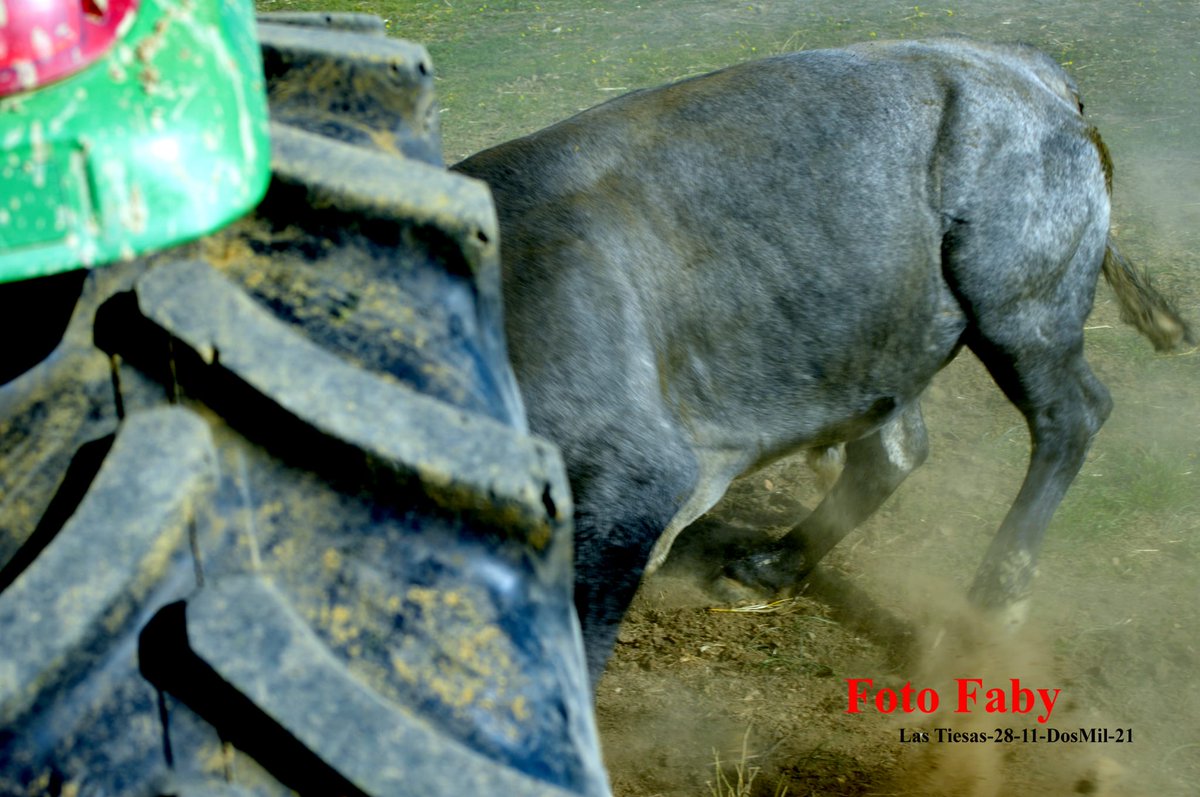 Para despedir este fin de semana, en el que hemos compartido e intercambiado opiniones, conocimientos y afición gracias a las Jornadas Taurinas de <a href="/DiputacionCC/">DiputacionCC</a>; os comparto la secuencia fotográfica de un toro que se nos ha arrancando al tractor durante la visita.
Fotos Faby