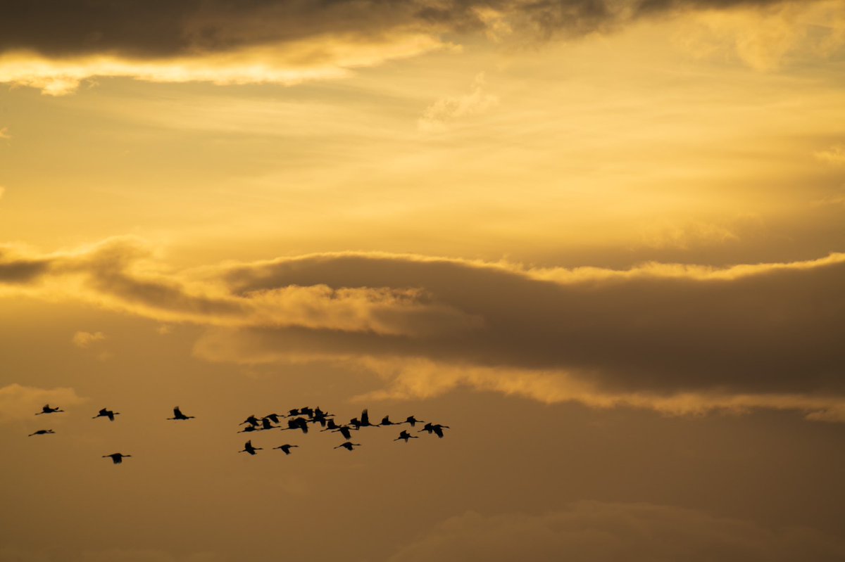 poles____'s tweet photo. Valli del Mezzano 
#vallidelmezzano #ferrara #EmiliaRomagna #deltadelpo #birdwatching #birdphotography #natura #Nikon #nikonitalia #natgeo https://t.co/LAA5aGmdjZ