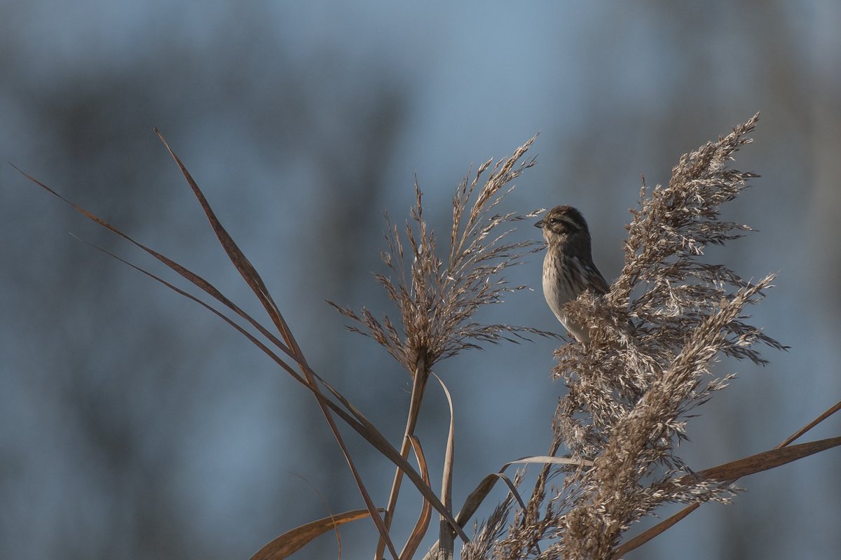 poles____'s tweet photo. Valli del Mezzano 
#vallidelmezzano #ferrara #EmiliaRomagna #deltadelpo #birdwatching #birdphotography #natura #Nikon #nikonitalia #natgeo https://t.co/LAA5aGmdjZ