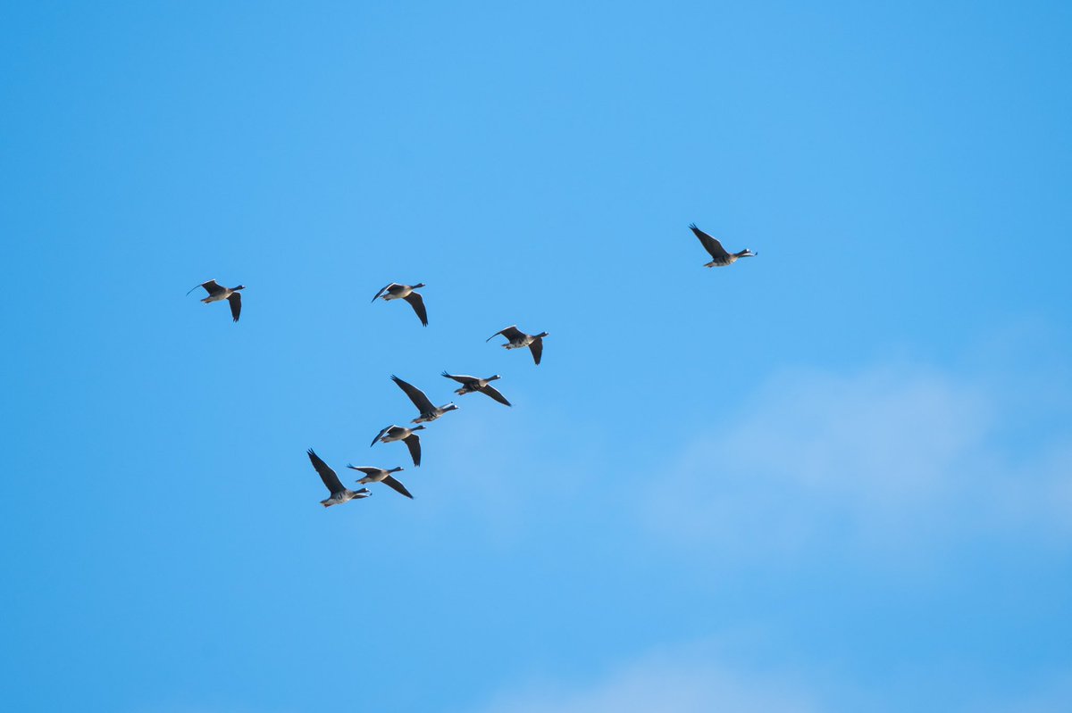 poles____'s tweet photo. Valli del Mezzano 
#vallidelmezzano #ferrara #EmiliaRomagna #deltadelpo #birdwatching #birdphotography #natura #Nikon #nikonitalia #natgeo https://t.co/LAA5aGmdjZ