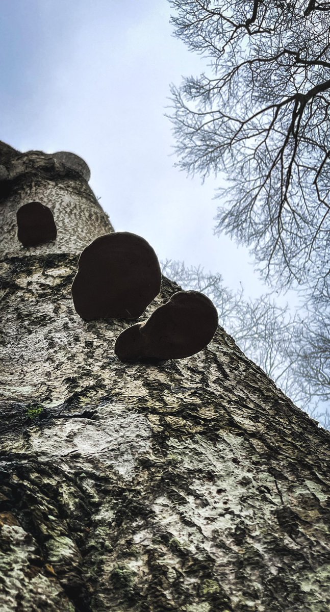 silasbang's tweet photo. A few shots with my iPhone 12 Pro from a walk to one of Thomas Dambos brilliant wodden trolls.
First shot was a #spectreshot
#mobilephotography #iphoneography https://t.co/MVCdD6Wcc5