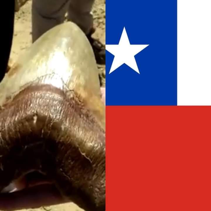 jakecreepy's tweet photo. Restos del extinto tiburón megalodón, incluidos sus enormes dientes, fueron hallados en el desierto de Atacama, cerca de las costas del Océano Pacífico, al norte de Chile. https://t.co/Nfti7H0TEO