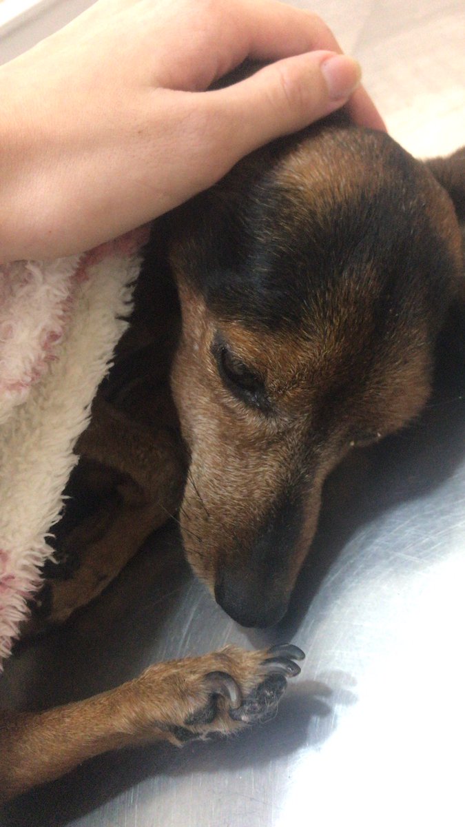 tr1xxxxx's tweet photo. oi gente, essa é a lilica minha dog, ela tá internada pq teve infecção no útero, já operou mas ainda corre risco de vida. ela precisa continuar o tratamento na clínica pq ela ainda tá debilitada, mas a gente não tem mais dinheiro, até hj já está R$2200 + https://t.co/ey1tmwLlQD
