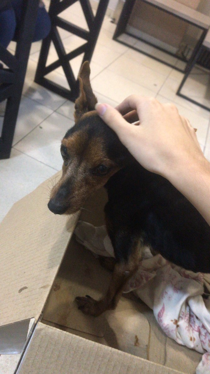 tr1xxxxx's tweet photo. oi gente, essa é a lilica minha dog, ela tá internada pq teve infecção no útero, já operou mas ainda corre risco de vida. ela precisa continuar o tratamento na clínica pq ela ainda tá debilitada, mas a gente não tem mais dinheiro, até hj já está R$2200 + https://t.co/ey1tmwLlQD