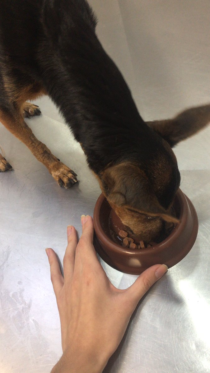 tr1xxxxx's tweet photo. oi gente, essa é a lilica minha dog, ela tá internada pq teve infecção no útero, já operou mas ainda corre risco de vida. ela precisa continuar o tratamento na clínica pq ela ainda tá debilitada, mas a gente não tem mais dinheiro, até hj já está R$2200 + https://t.co/ey1tmwLlQD