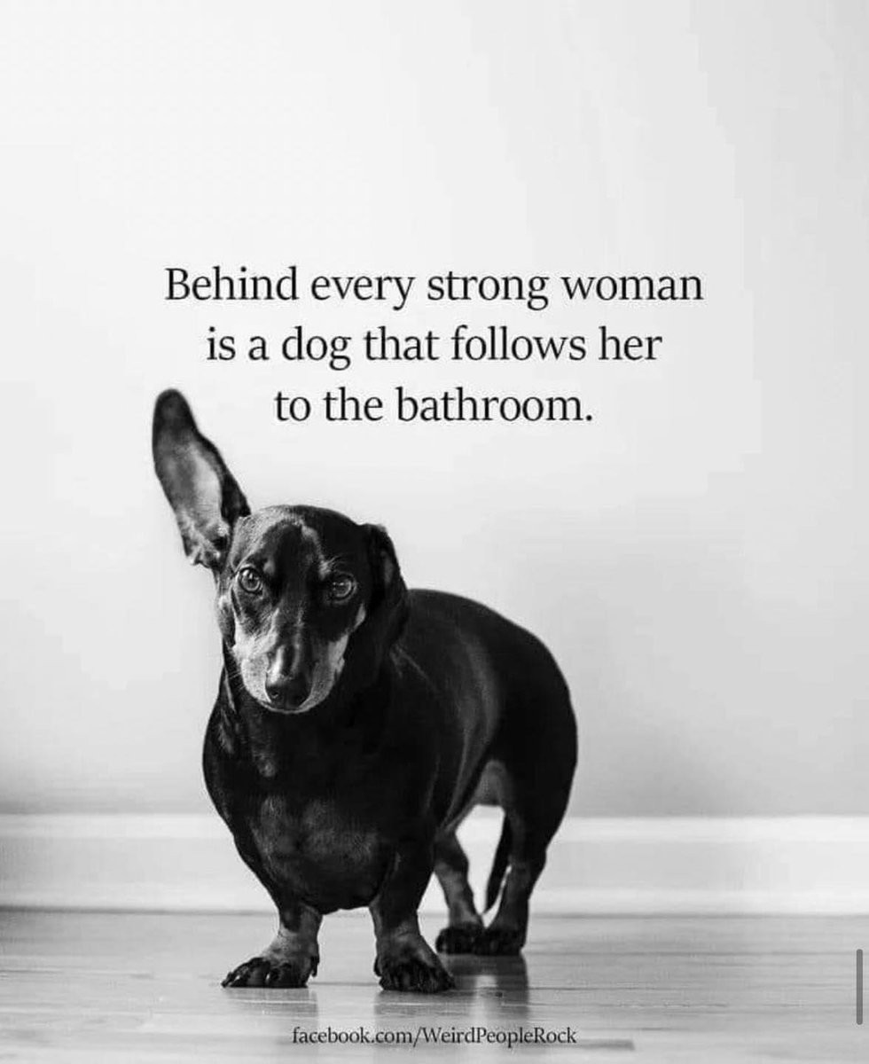 WowXVids's tweet photo. Dog moms will understand… 😂❤️ https://t.co/MHjC4Vjsc1