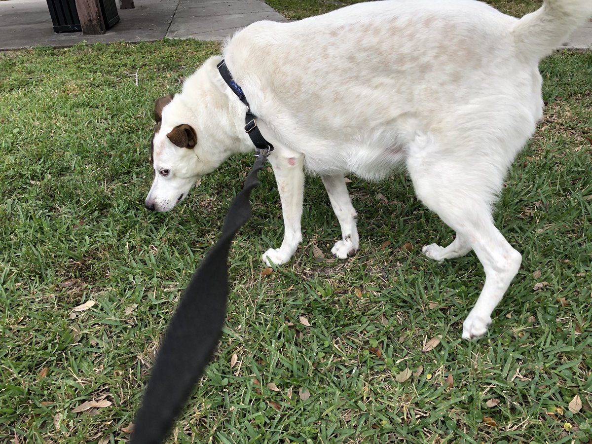 Dear friends! I was gone for a week and came back to find that Rosie has developed a large swinging squishy lump on her belly!! Halp!! Lipoma? 🥺She is seeing the vet for her cancerous lump on her back on the 10th. 😳this is scary. 
#dogsoftwitter