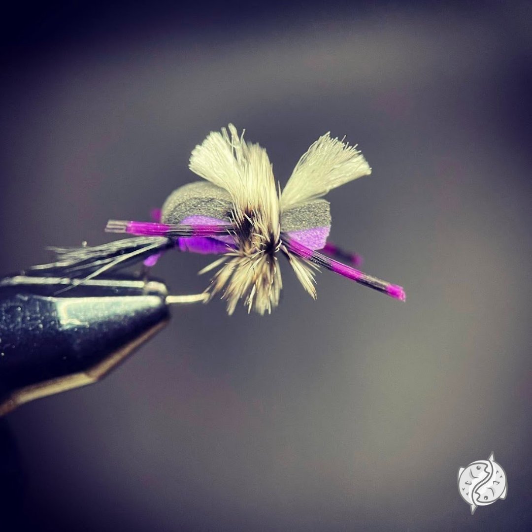 klinkndink's tweet photo. How are foams still catching?! Caught a dozen or so at Clear Creek yesterday and #andrew_grillos_flyfishing Hippie Stomper size 14 grabbed 4 of them, mostly off the banks. #flytying #flyfishing #colorado #flytyingjunkie #gobarbless #fireholeoutdoors #foamflies #foamfly https://t.co/tnM5TK1MdC