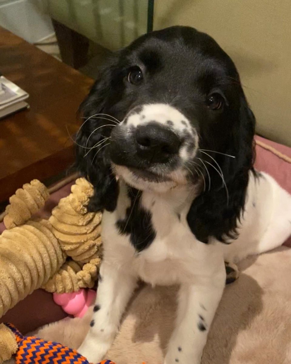 JamesSweetman's tweet photo. Introducing Sadie the new addition to our family, a 3 month old #englishspringerspaniel Whilst our beloved Cara who passed away in October is irreplaceable, this young lady has already stolen our hearts. We are #dogdads again and our house once more feels like a home. https://t.co/2FeXPDaEOi