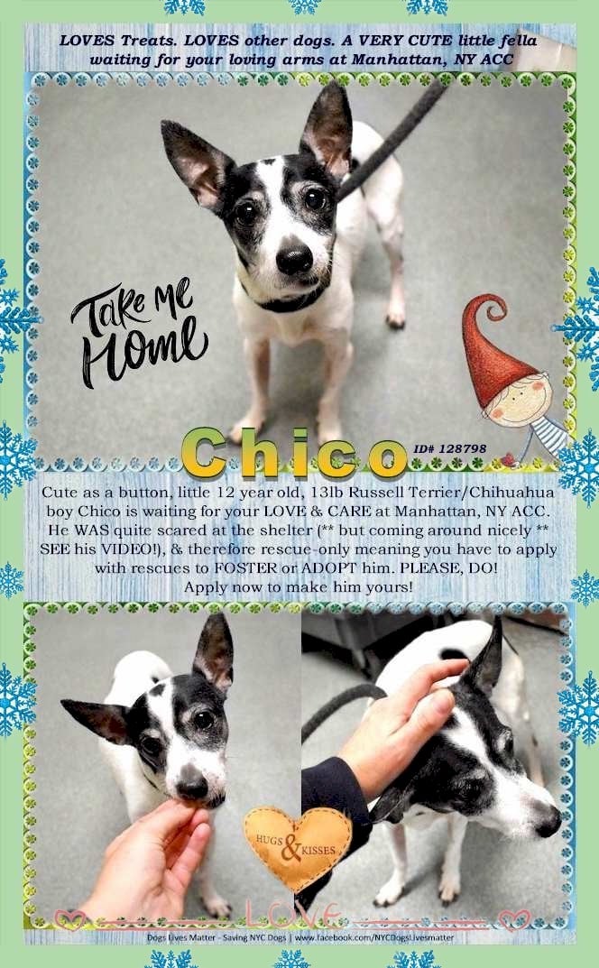 lichirescue's tweet photo. Adorable Chico 128798! Overlooked &amp; Forgotten💔
Video: https://t.co/PNRK2rinCM Apply w/rescues to FOSTER/ADOPT #NYCACC #ADOPTDONTSHOP #AdoptMe 🙏#HomeFortheHolidays #FostersSaveLives https://t.co/srbDYXey4P
