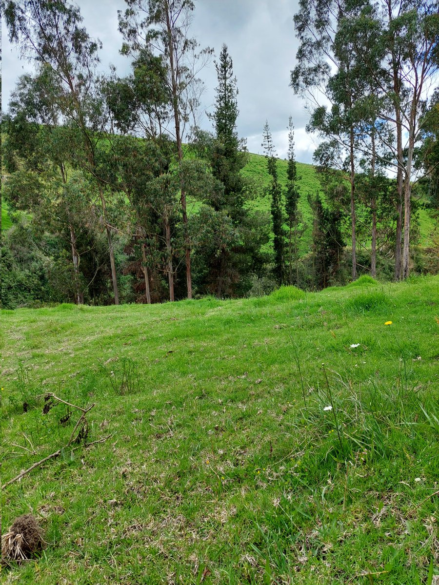 ROMELVC26's tweet image. 