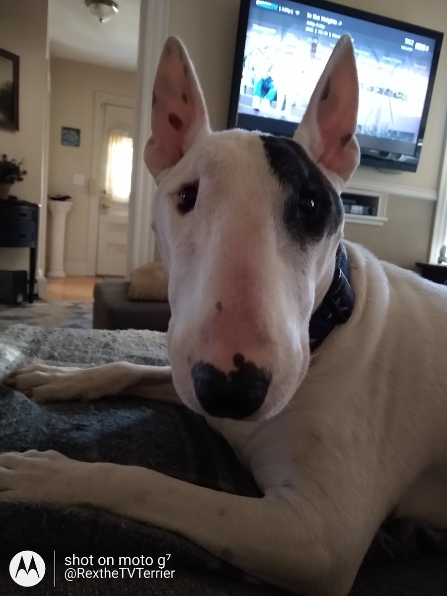 rexthetvterrier's tweet photo. As much as I would like to help every animal in the world, I am limited to sending assistance within the U.S.  
If you are outside the U.S., please search for other aid organizations
#Rexhelp
#Rexrequests https://t.co/Mc3QHIcGLa