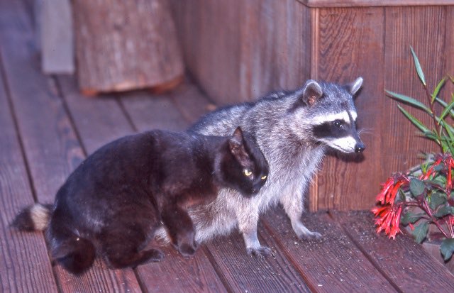 raccoonhourly's tweet photo. https://t.co/lUw4HRXLGi