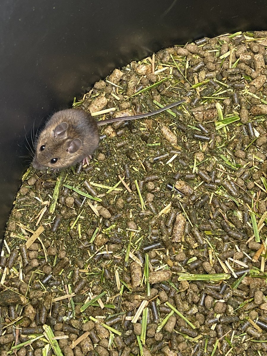 BobBertandMargo's tweet photo. Look who mum found in the feed bin #Scream. #DogsofTwittter #CollieCrew
#SchnauzerGang needless to say we werenβt allowed anywhere near
AND Hunca Munca was released with out harm π π https://t.co/fXcSVvp7Vs
