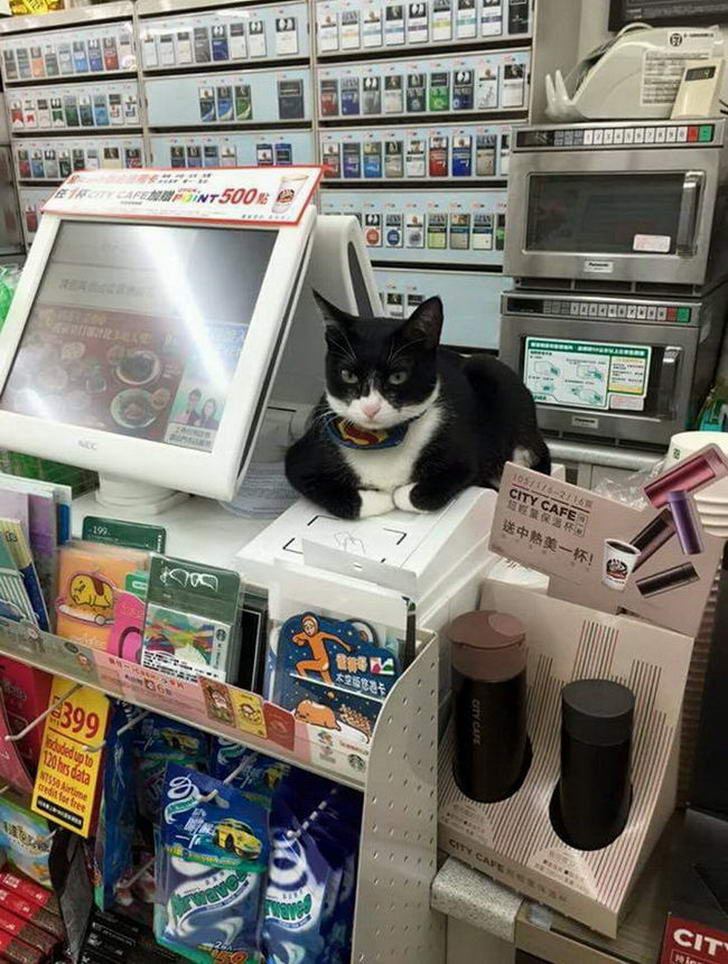 cats with jobs 🛠 tweet media