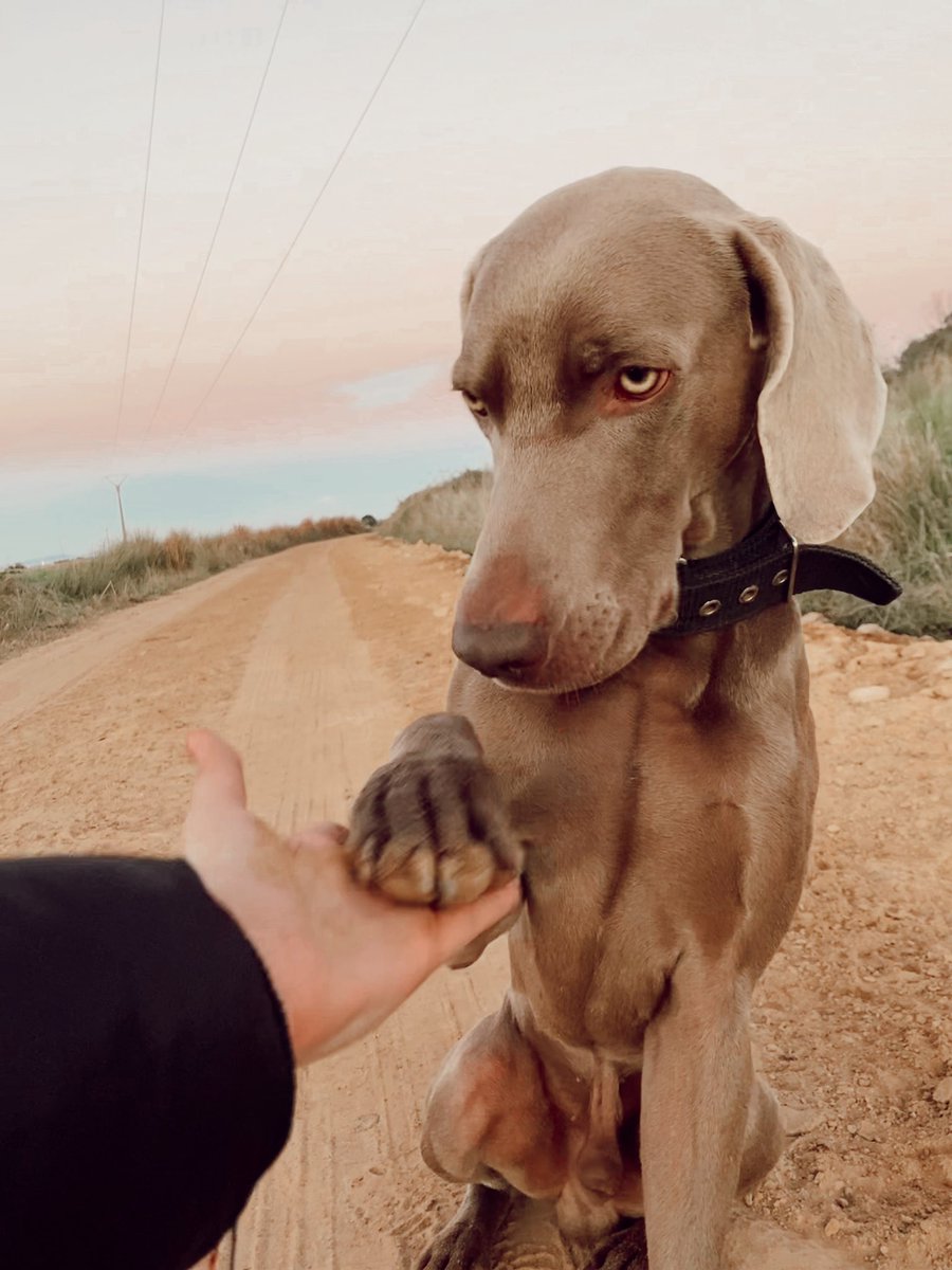 una pequeña promesa 🥺