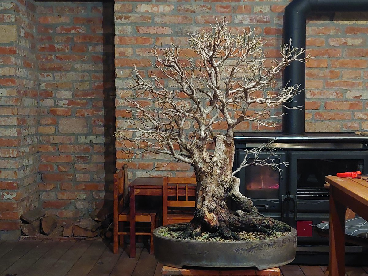 Cornus mas "Attila" during little winter editing. #marosbonsai