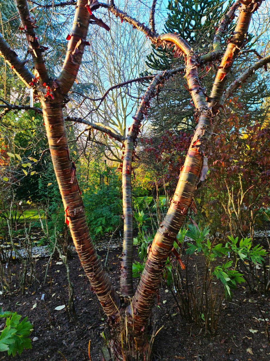A gorgeous Prunus rufa 'Cambridge Form' in John's Garden <a href="/ashnurs/">Ashwood Nurseries</a>. The elegant open shape was achieved through careful pruning and by keeping a football in the fork of the tree to guide the young branches outwards.