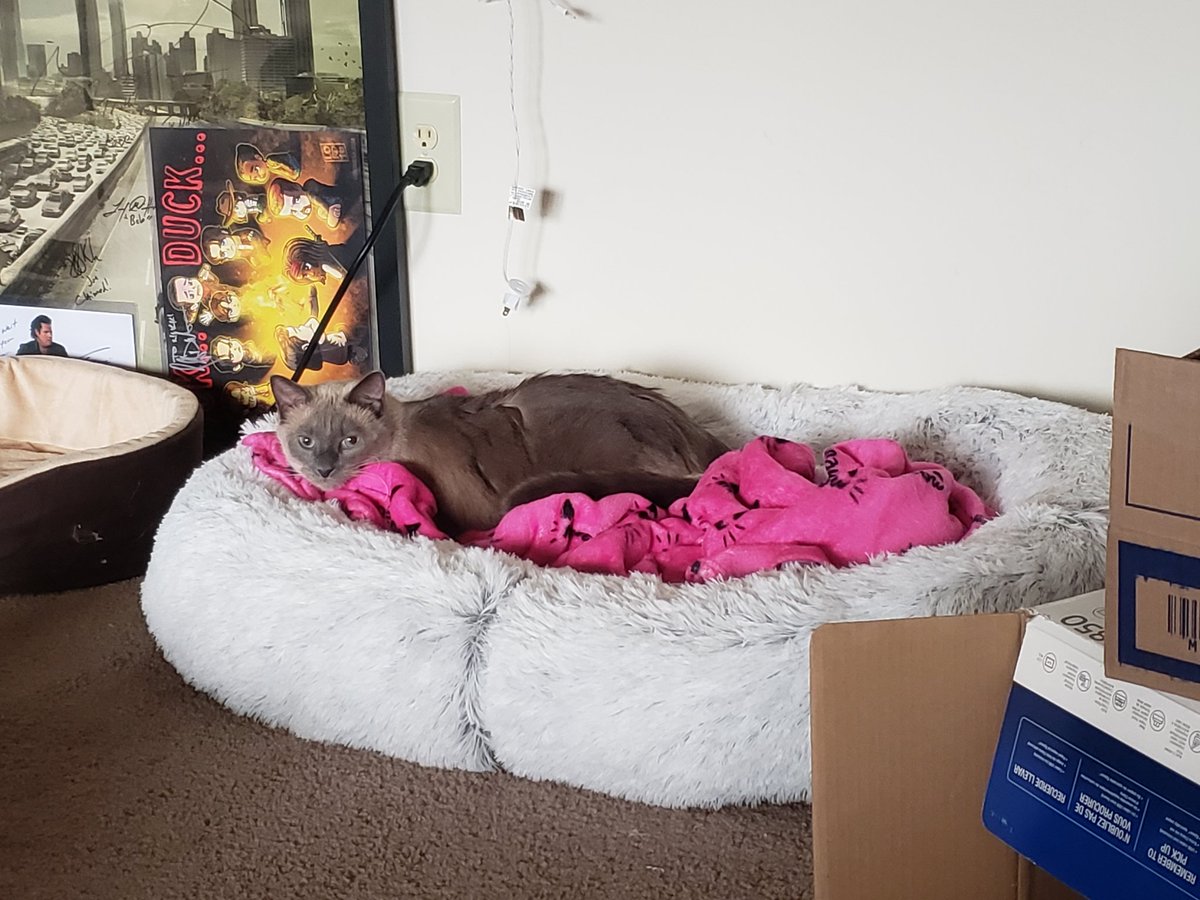 JulesandN's tweet photo. Nugget seems to like his new bed! We originally got it for all the pets to use however Nugget is the only one who has used it thus far!  #CatsOfTwitter #cats #cute #cat #Caturday #BlackFriday @PetSmart https://t.co/xGfcwG4RMh