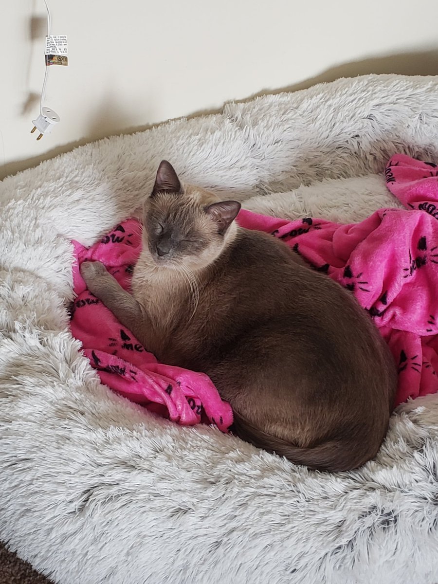 JulesandN's tweet photo. Nugget seems to like his new bed! We originally got it for all the pets to use however Nugget is the only one who has used it thus far!  #CatsOfTwitter #cats #cute #cat #Caturday #BlackFriday @PetSmart https://t.co/xGfcwG4RMh