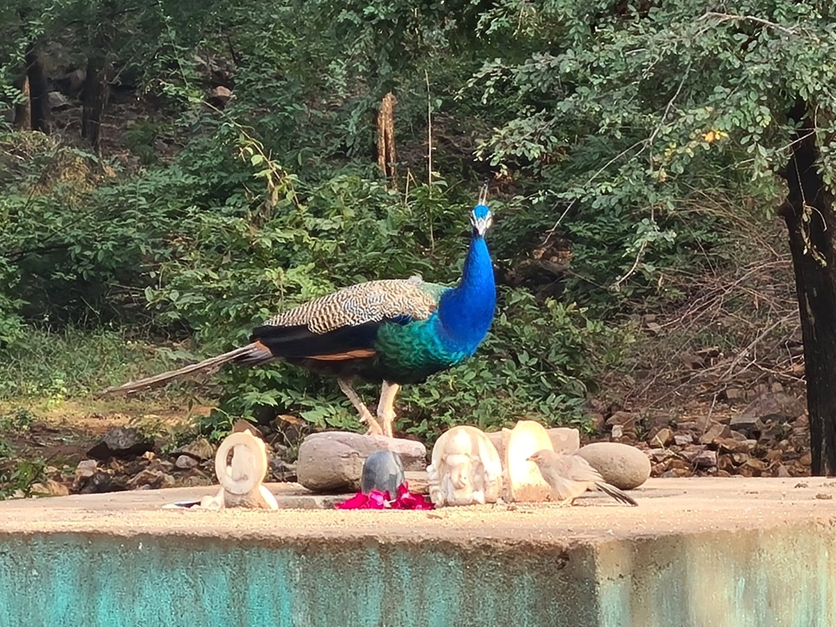 techtraveli's tweet photo. Some amazing Inhabitants #Ranthambore #shotongalaxy @my_rajasthan @anantvan @incredibleindia special thanks to the zoom of @SamsungMobile #mobilephotography #amateurphotography https://t.co/I6yjeQ6IuM