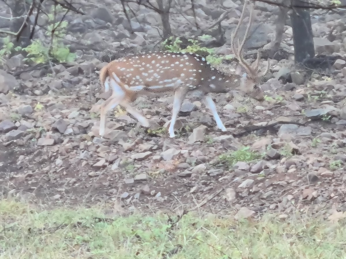 techtraveli's tweet photo. Some amazing Inhabitants #Ranthambore #shotongalaxy @my_rajasthan @anantvan @incredibleindia special thanks to the zoom of @SamsungMobile #mobilephotography #amateurphotography https://t.co/I6yjeQ6IuM