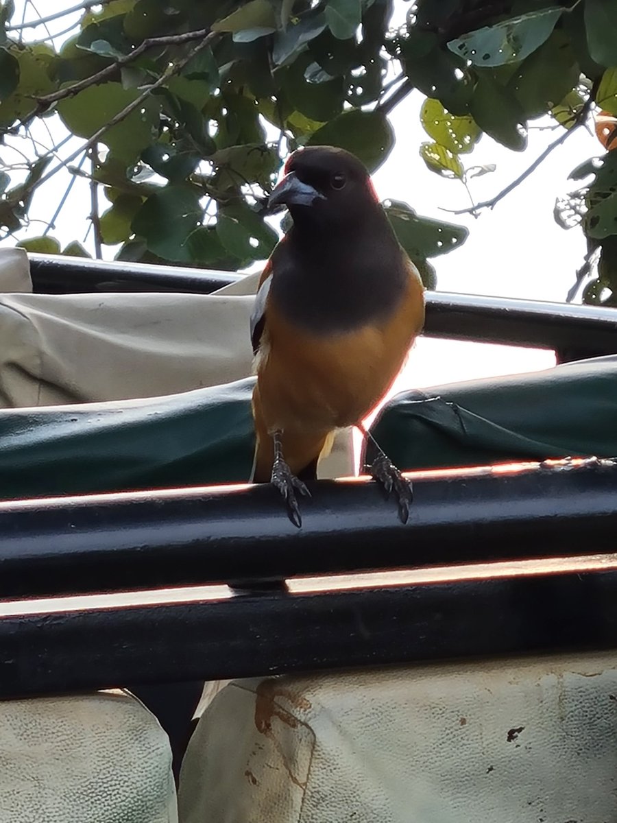 techtraveli's tweet photo. Some amazing Inhabitants #Ranthambore #shotongalaxy @my_rajasthan @anantvan @incredibleindia special thanks to the zoom of @SamsungMobile #mobilephotography #amateurphotography https://t.co/I6yjeQ6IuM