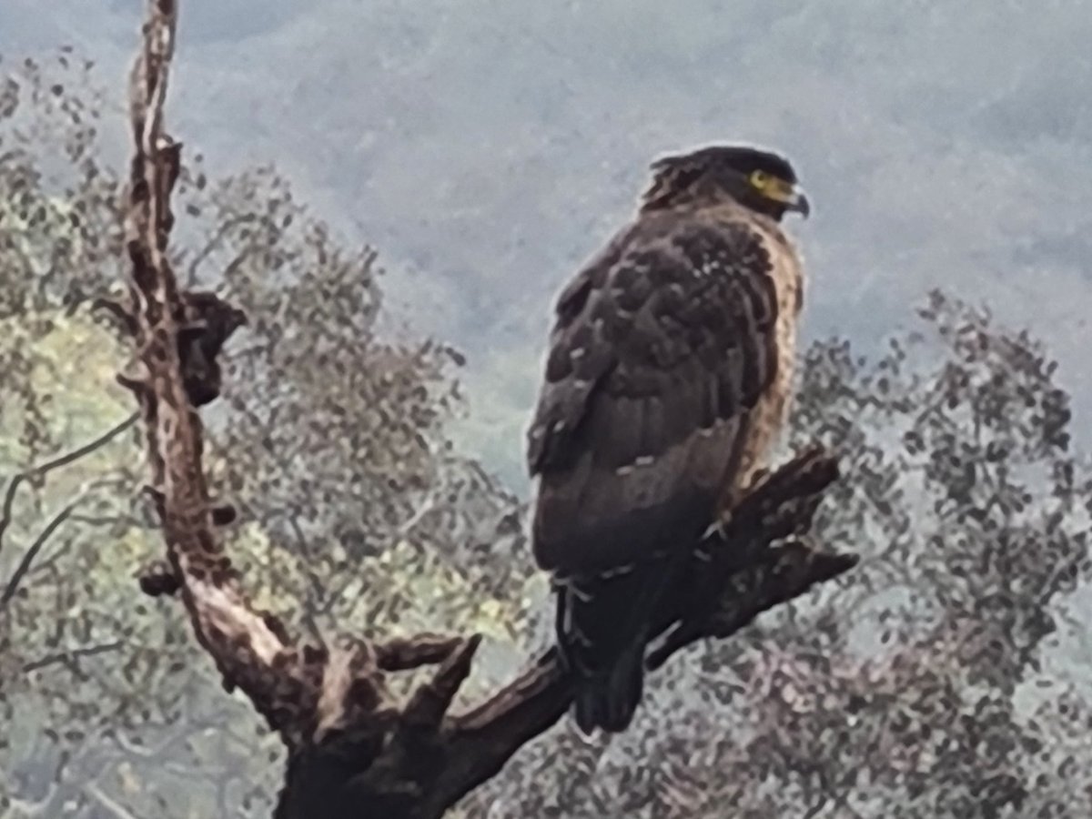 techtraveli's tweet photo. Some amazing Inhabitants #Ranthambore #shotongalaxy @my_rajasthan @anantvan @incredibleindia special thanks to the zoom of @SamsungMobile #mobilephotography #amateurphotography https://t.co/I6yjeQ6IuM