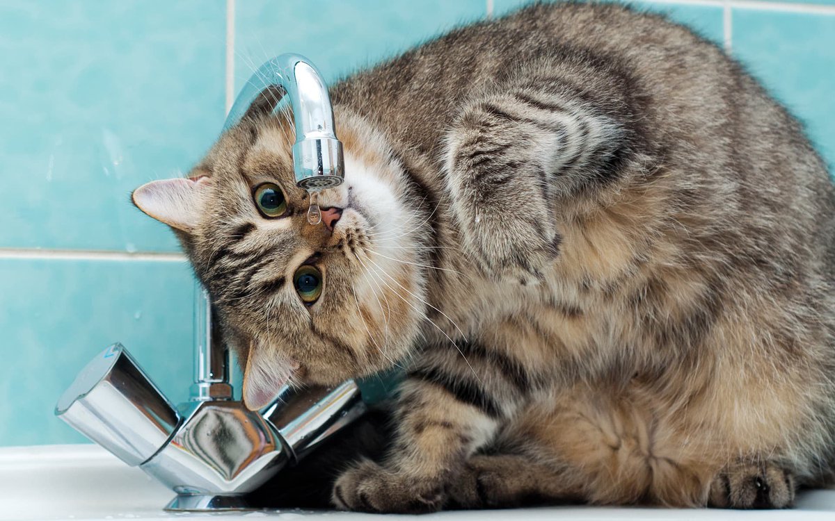 Кошка постоянно пьет. Котик пьет воду. Кот и кран с водой. Кошка под краном. Кот пьет воду из под крана.