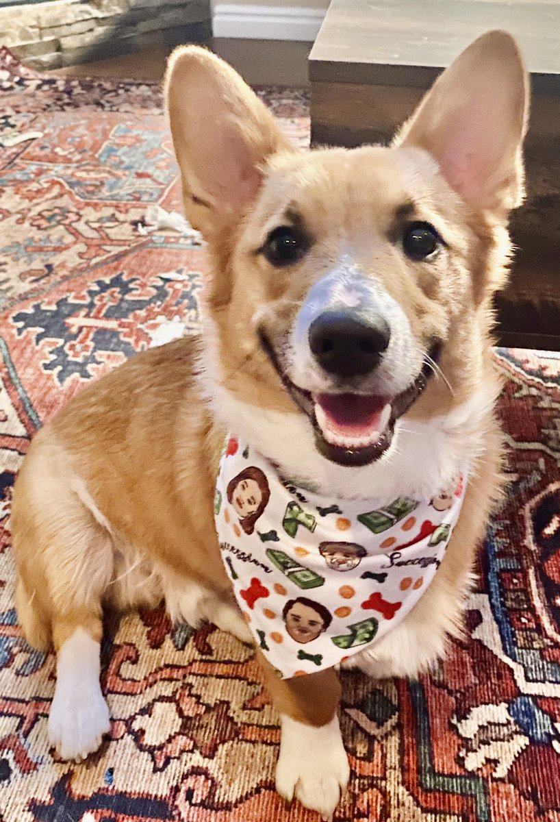 caitlinbronson's tweet image. D to the OG…
This dog is a cor-gi…

Happy Succession Sunday from Hamlet and his brand new bandana